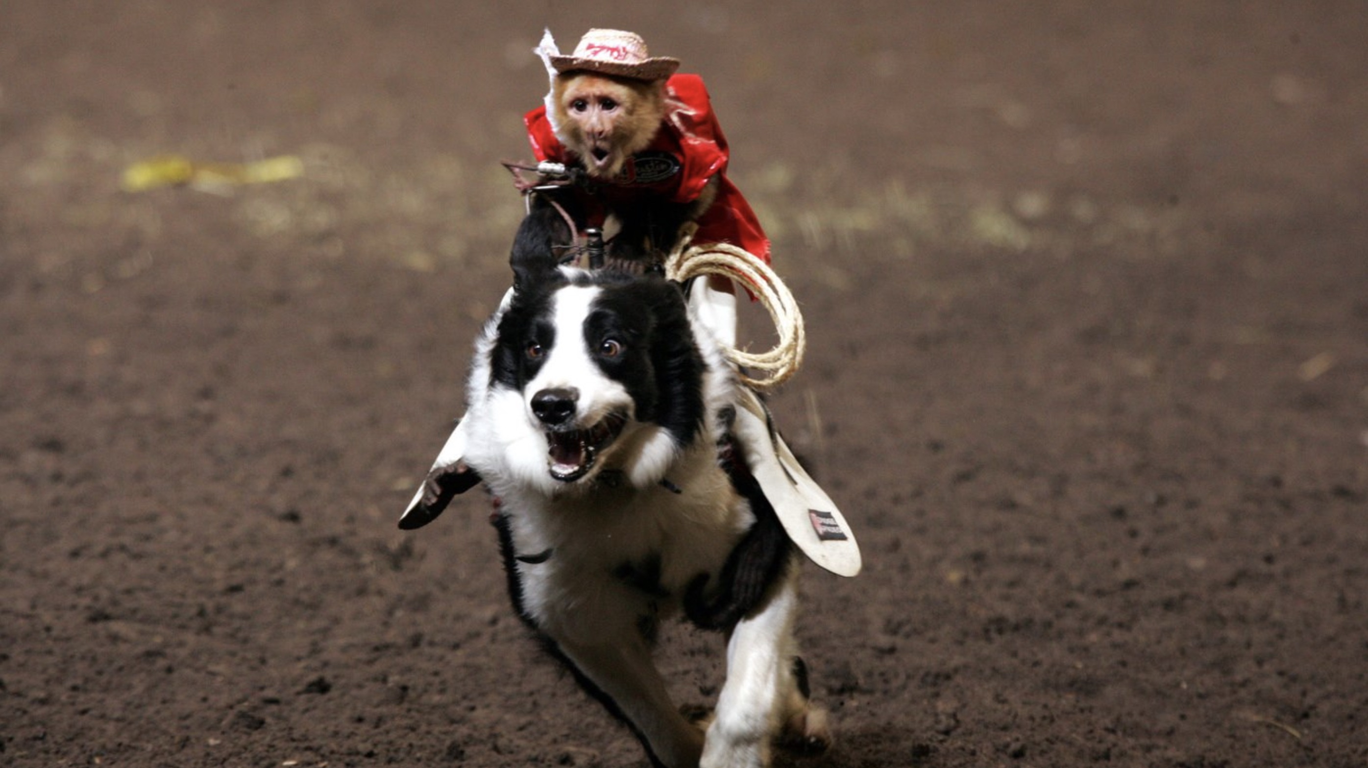 whiplash monkey riding dog